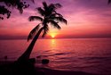 Tropic Tree Maldives