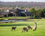 leopard-creek-South-Africa-5