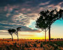 Kruger Park_2