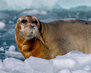 Lilliehookbreen_Svalbard_130A0956